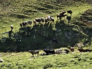 25 Mandrie al pascolo nella Valle di Ponteranica